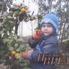 Об опыте выращивания экзотических фруктов