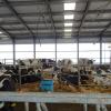В Калужской области производство молока увеличено на 19% к уровню предыдущего года